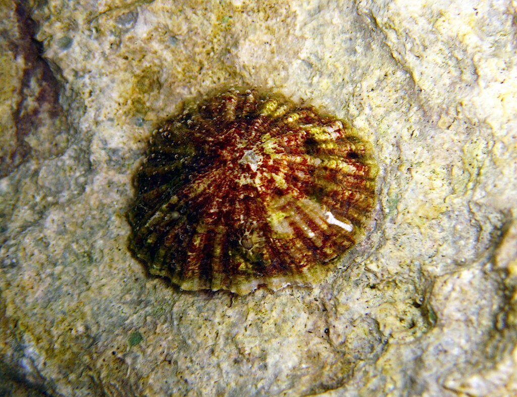 Patella Ferruginea