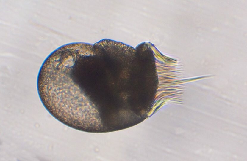 Patella ferruginea